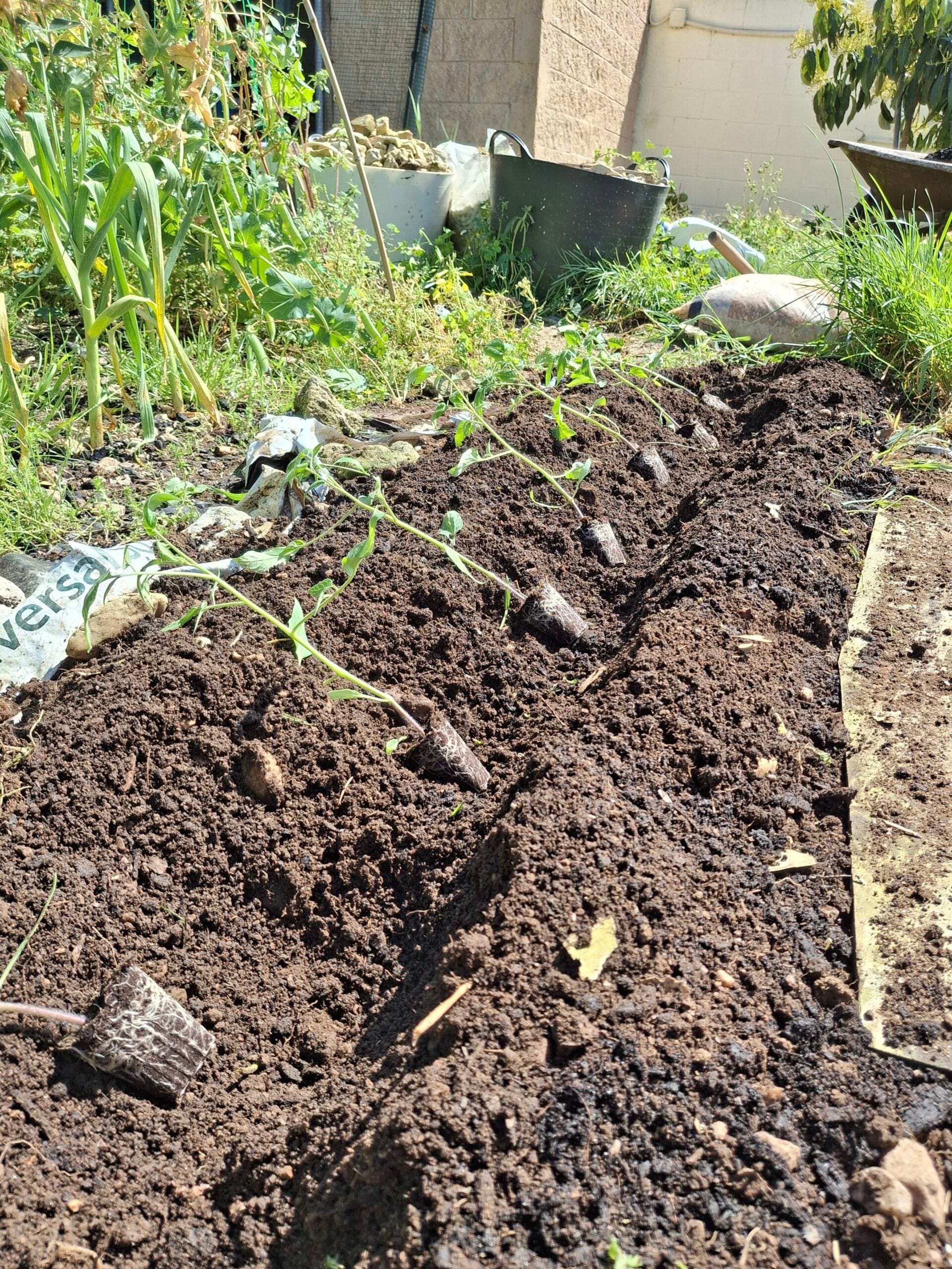 caballones para tomates