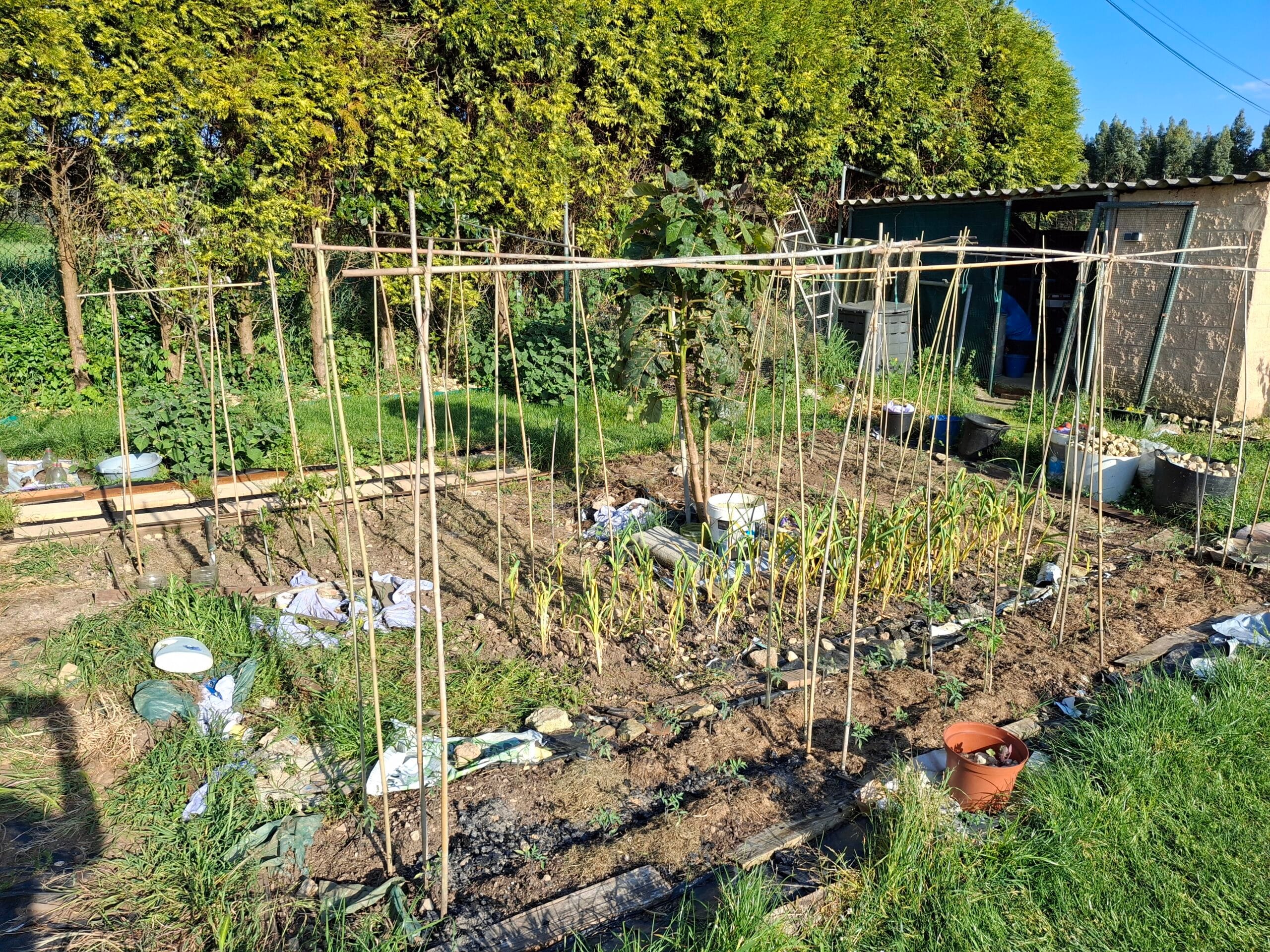 sistema estructuras bambu para tomates