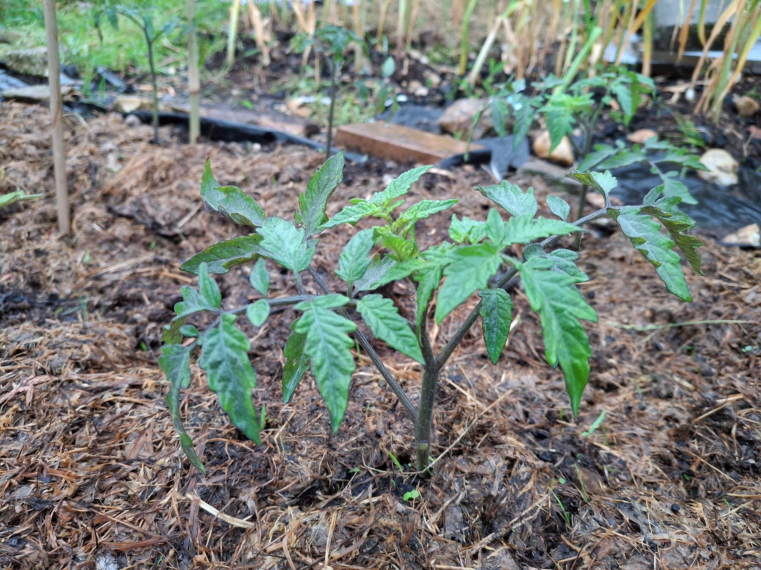 plantón tomate rosa riquiño