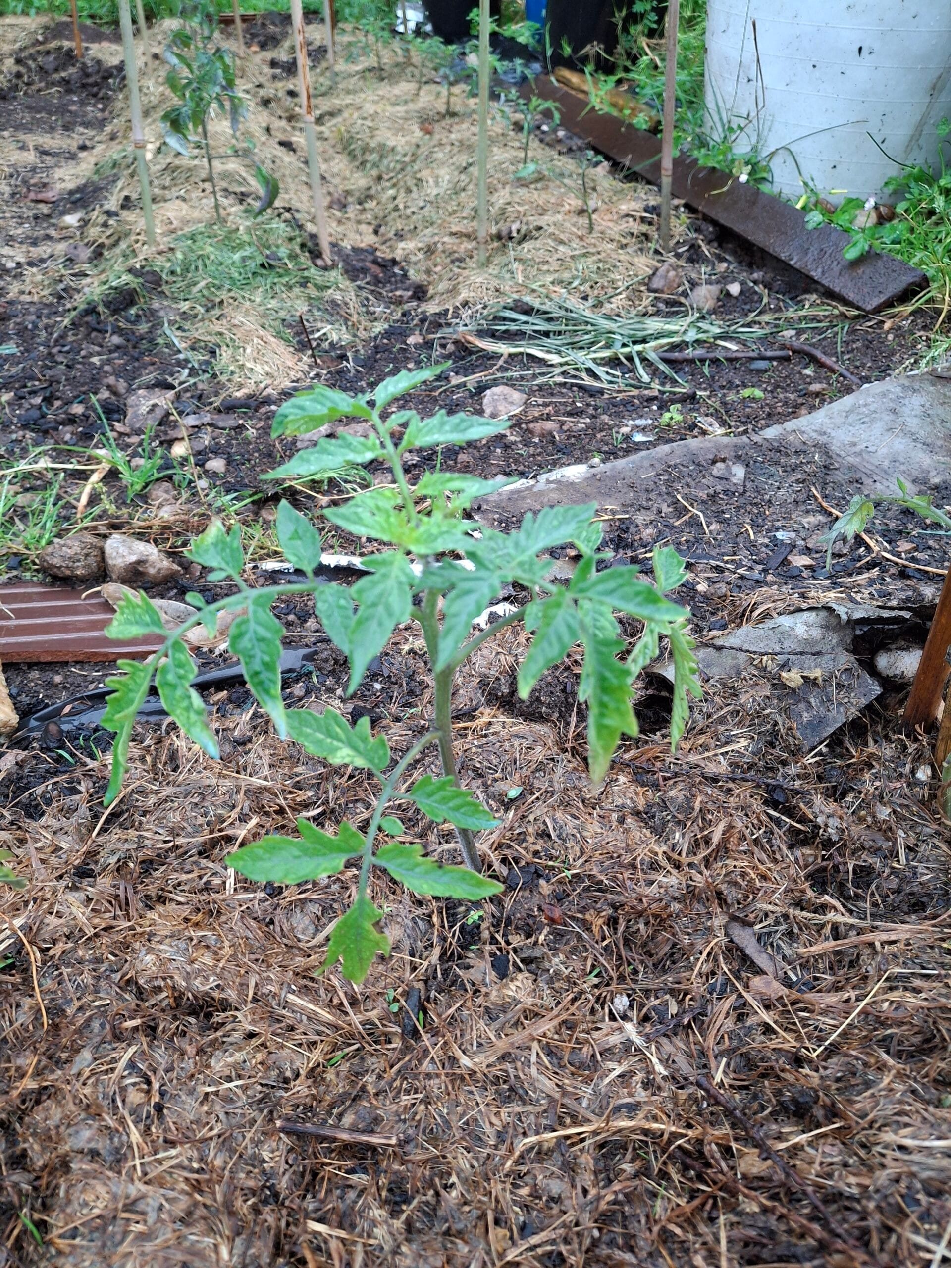 plantón tomate taller de lubre