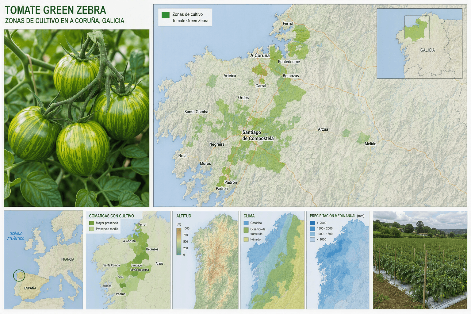Tomate Green Zebra en Galicia