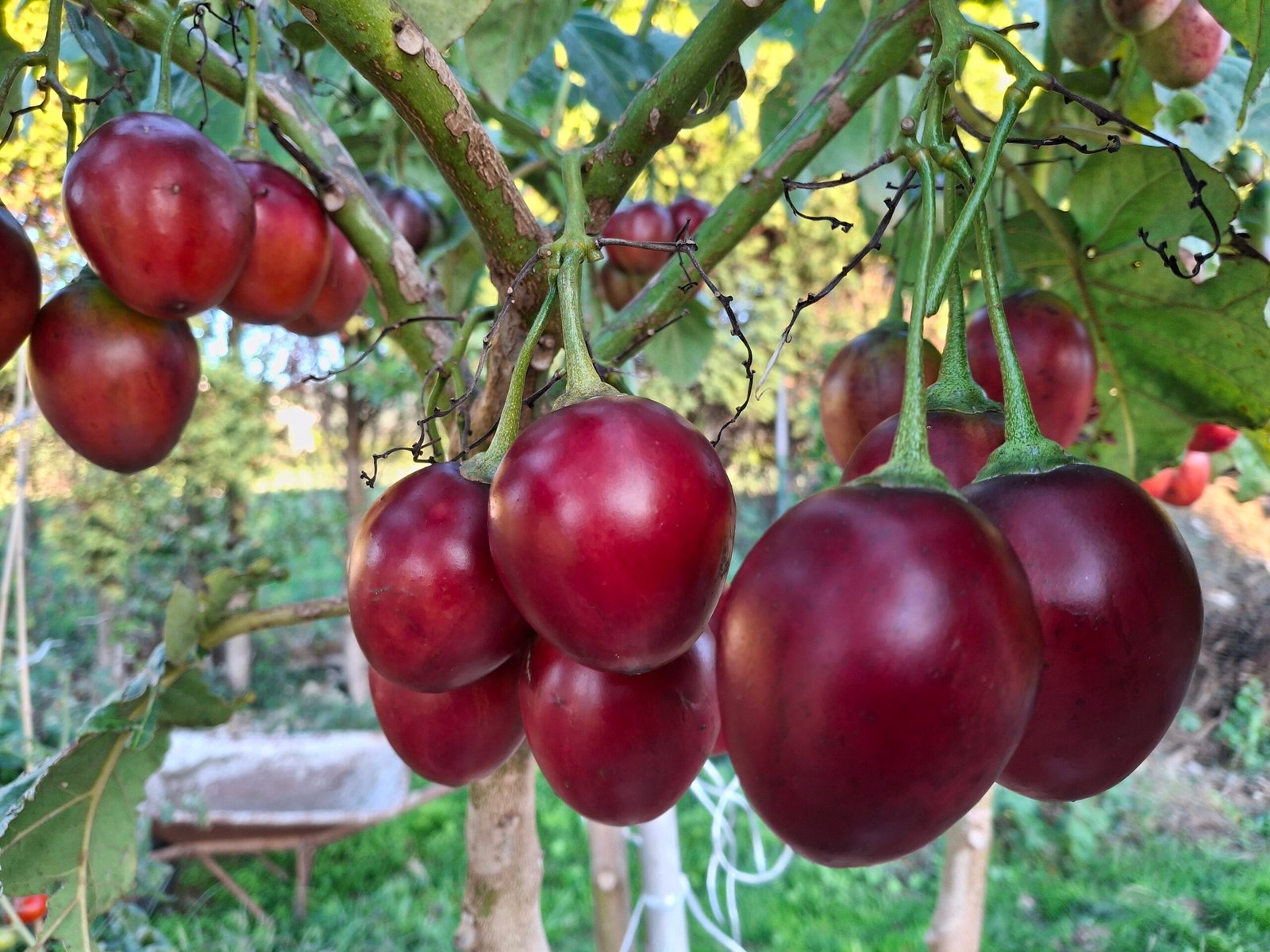 tomate de árbol